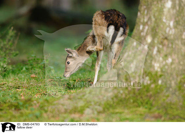 fallow deer / DMS-04783