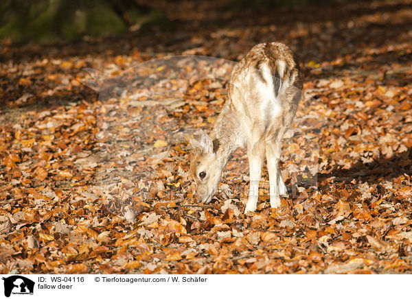 fallow deer / WS-04116