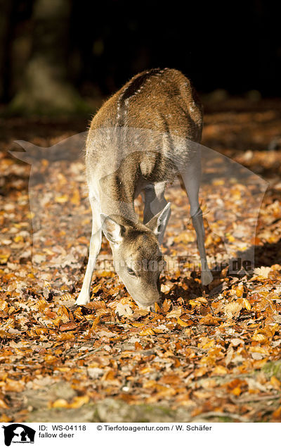 fallow deer / WS-04118