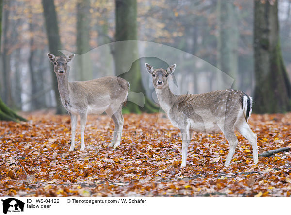 fallow deer / WS-04122