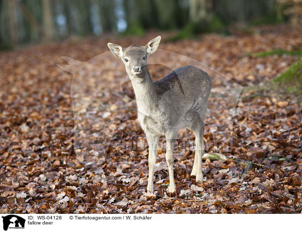 fallow deer / WS-04128