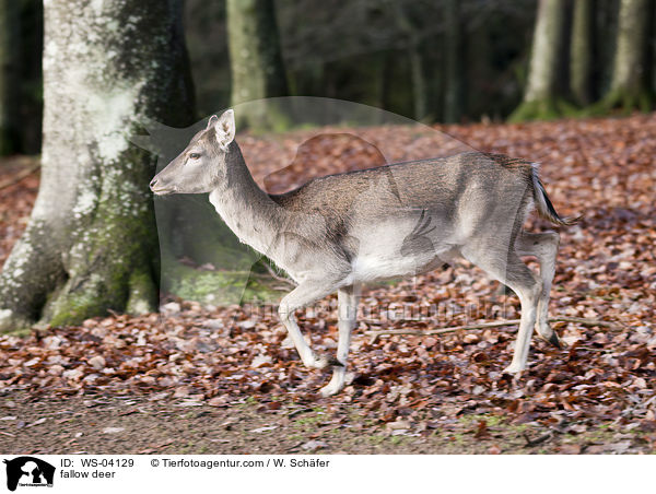 fallow deer / WS-04129