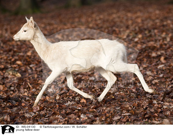 young fallow deer / WS-04130