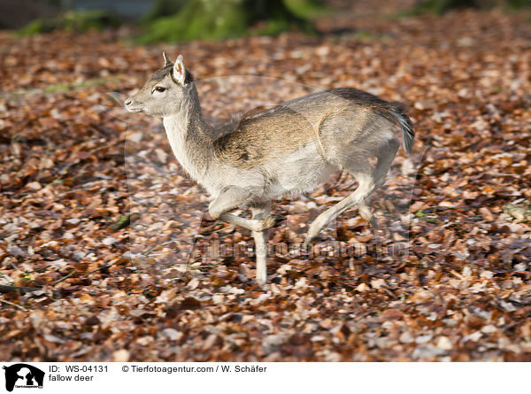 fallow deer / WS-04131