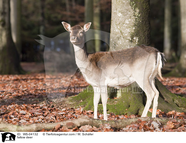 fallow deer / WS-04132