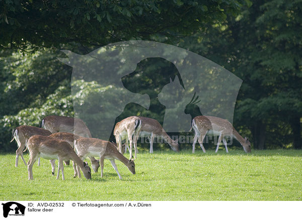 fallow deer / AVD-02532