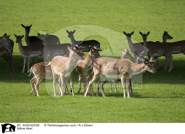 fallow deer / AVD-02536