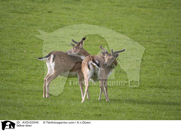 fallow deer / AVD-02549
