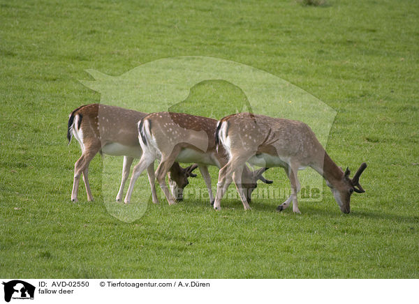 fallow deer / AVD-02550