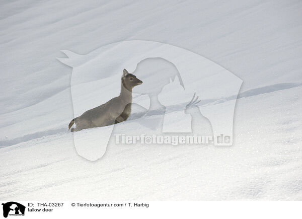 fallow deer / THA-03267