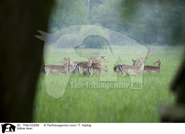 fallow deer / THA-03269