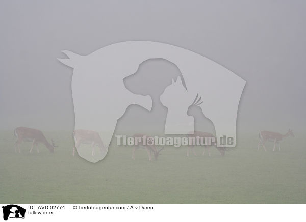 fallow deer / AVD-02774