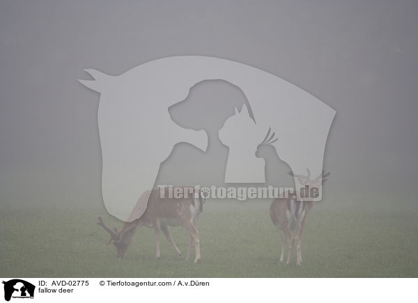 fallow deer / AVD-02775