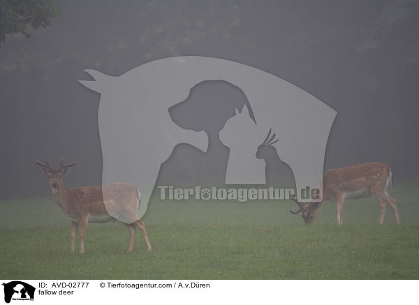 Damwild / fallow deer / AVD-02777