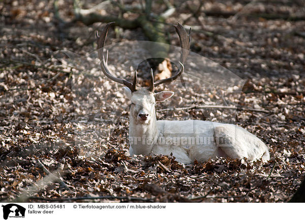 fallow deer / MBS-05481