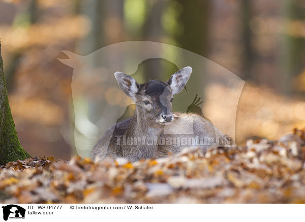 fallow deer / WS-04777