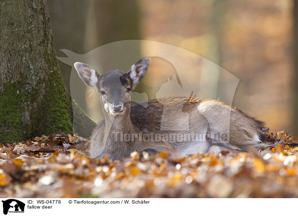 fallow deer / WS-04778