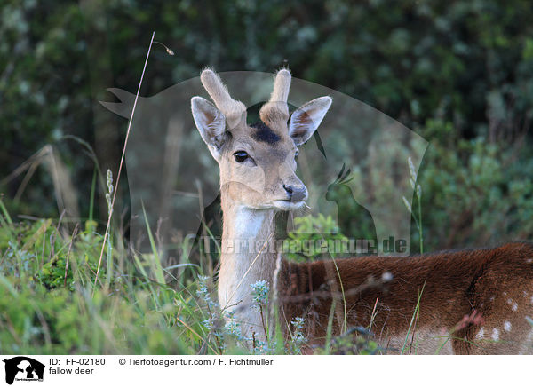 fallow deer / FF-02180