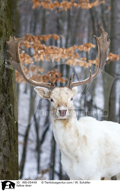 fallow deer / WS-05449