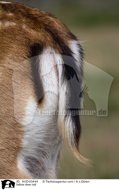 fallow deer tail / AVD-03444