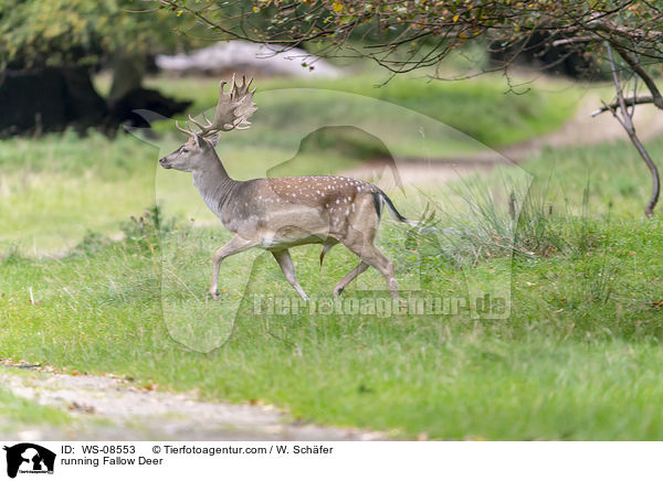 running Fallow Deer / WS-08553