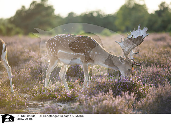 Fallow Deers / KMI-05335