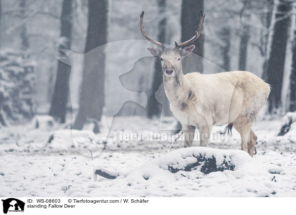 standing Fallow Deer / WS-08603