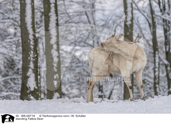 standing Fallow Deer / WS-08718