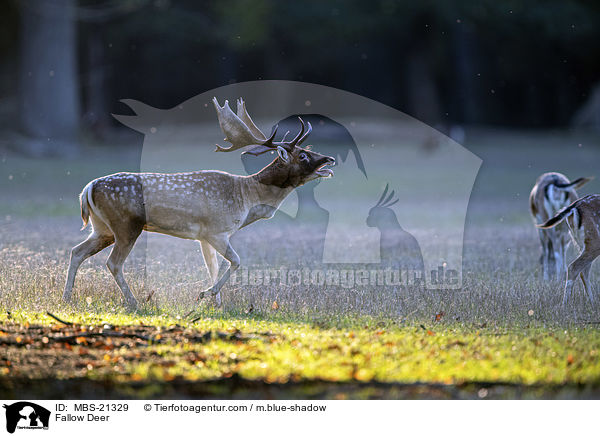Damwild / Fallow Deer / MBS-21329
