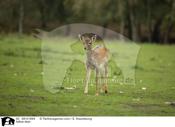 Damwild / fallow deer / SK-01894