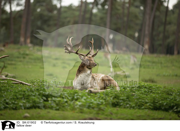 Damwild / fallow deer / SK-01902