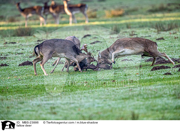 Damwild / fallow deer / MBS-23886