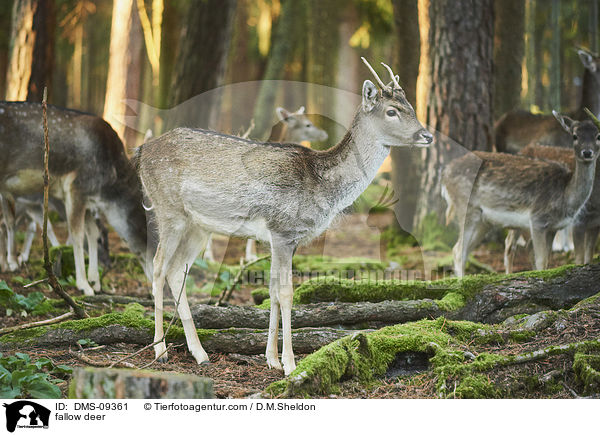 fallow deer / DMS-09361
