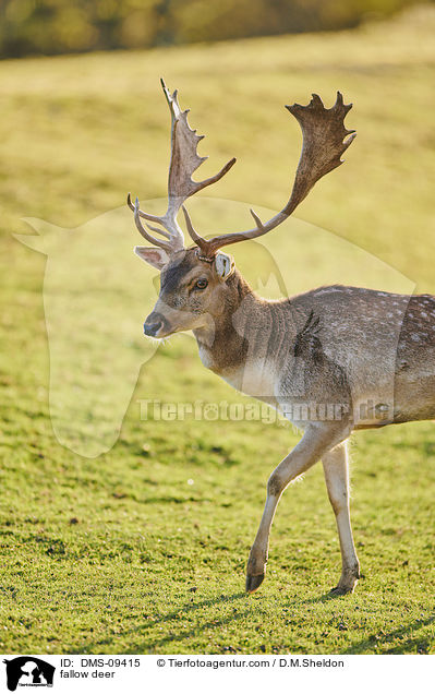 Damwild / fallow deer / DMS-09415