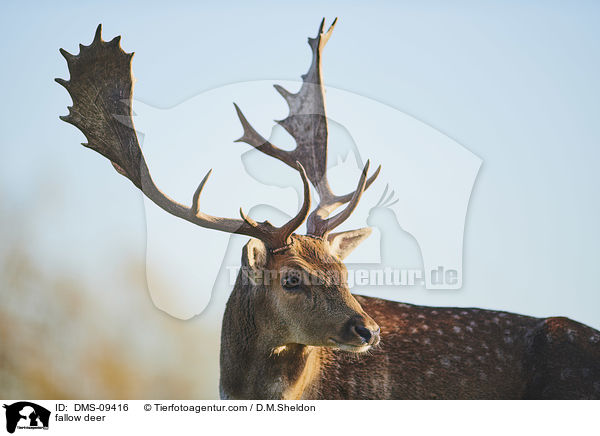 Damwild / fallow deer / DMS-09416