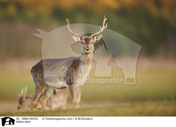 fallow deer / DMS-09429