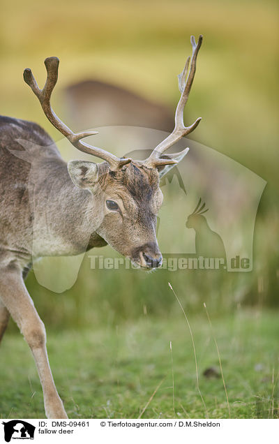 Damwild / fallow deer / DMS-09461