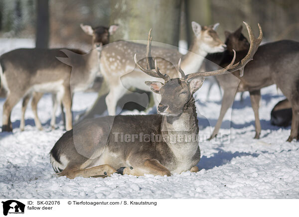 Damwild / fallow deer / SK-02076