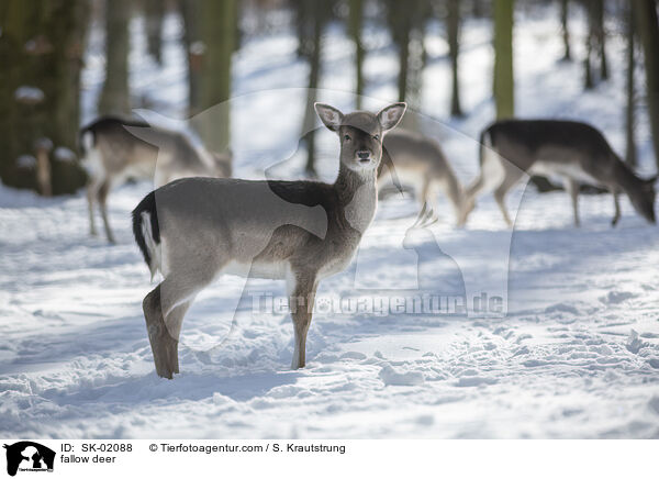 Damwild / fallow deer / SK-02088