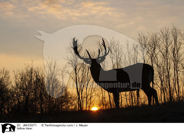 Damwild / fallow deer / JM-03071