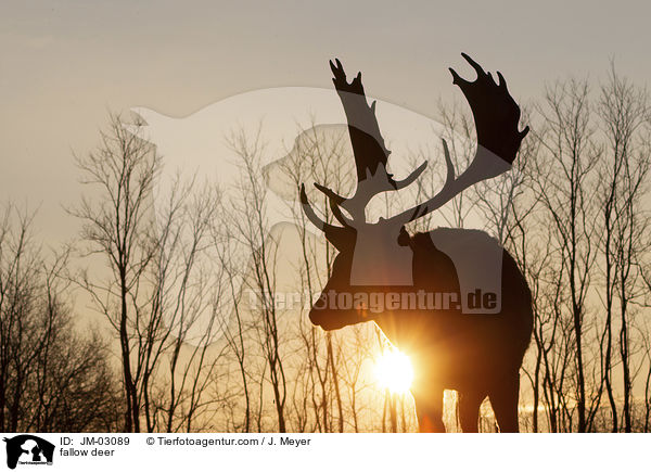 Damwild / fallow deer / JM-03089