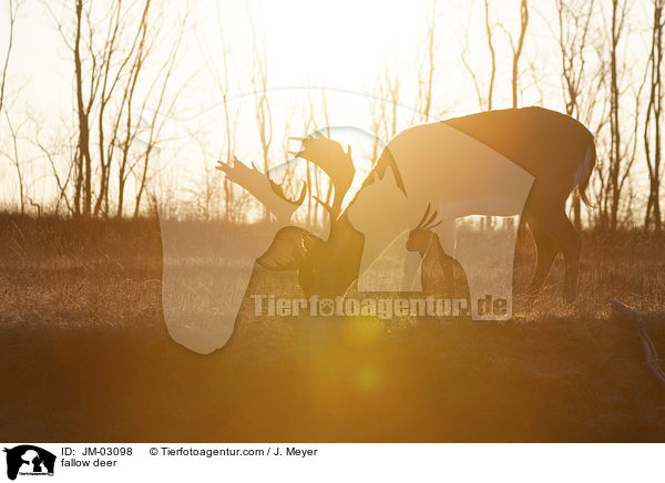 fallow deer / JM-03098