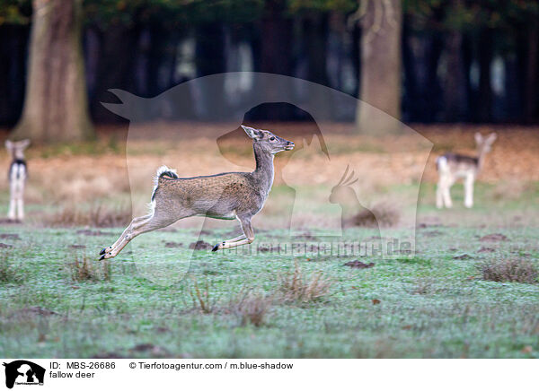 Damwild / fallow deer / MBS-26686