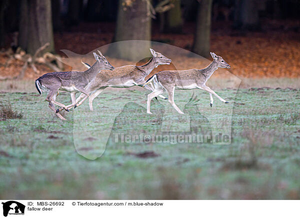 Damwild / fallow deer / MBS-26692
