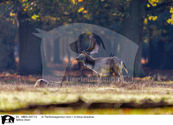 Damwild / fallow deer / MBS-26712