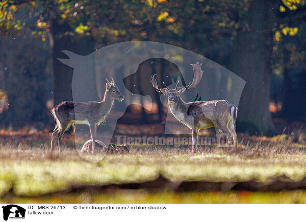 Damwild / fallow deer / MBS-26713