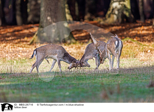 Damwild / fallow deer / MBS-26716