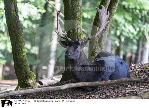 Damwild / fallow deer / WS-10457