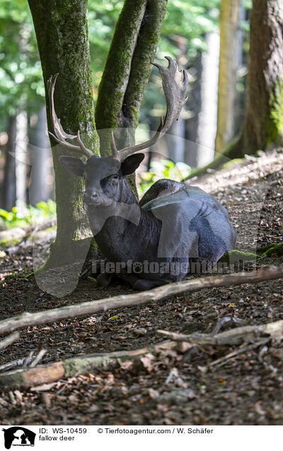 Damwild / fallow deer / WS-10459