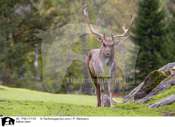 fallow deer / PW-17179